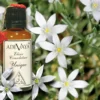 Elixir Consolateur Unique