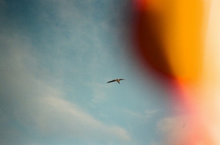 A single bird flying in a blue sky with orange light leaks